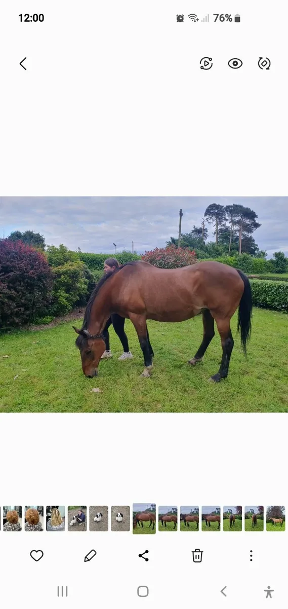 Horse for sale - Image 3