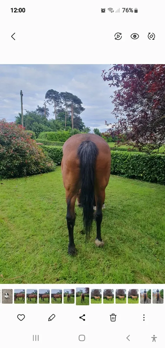 Horse for sale - Image 4