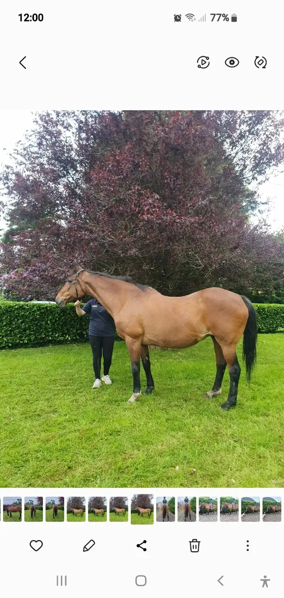 Horse for sale - Image 1