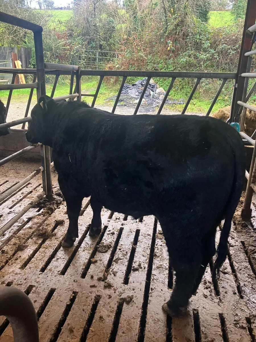 Pbr Angus and Hereford bulls - Image 1