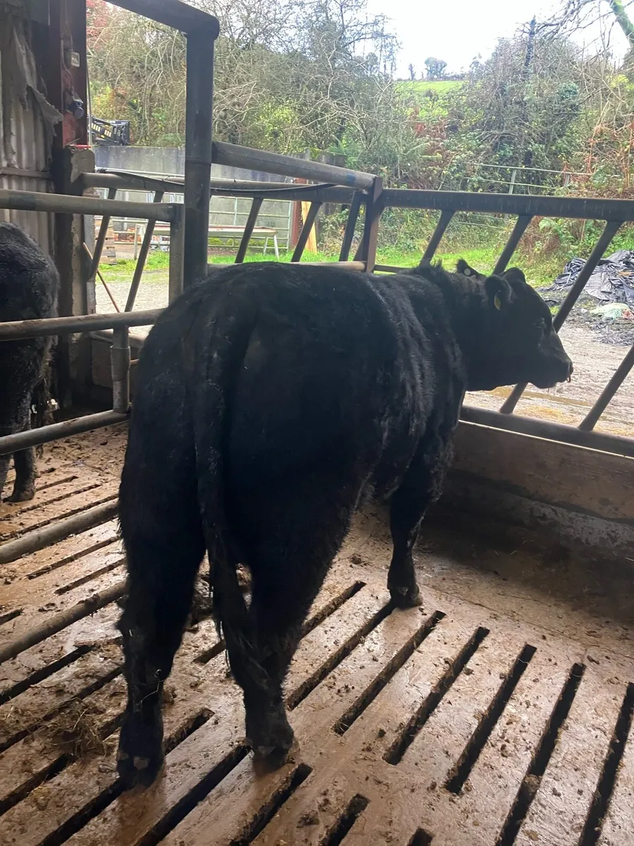 Pbr Angus and Hereford bulls - Image 2