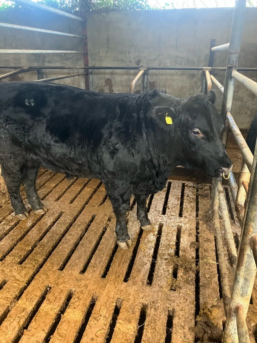 Pbr Angus and Hereford bulls - Image 3