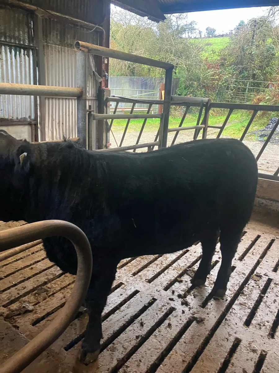 Pbr Angus and Hereford bulls - Image 4