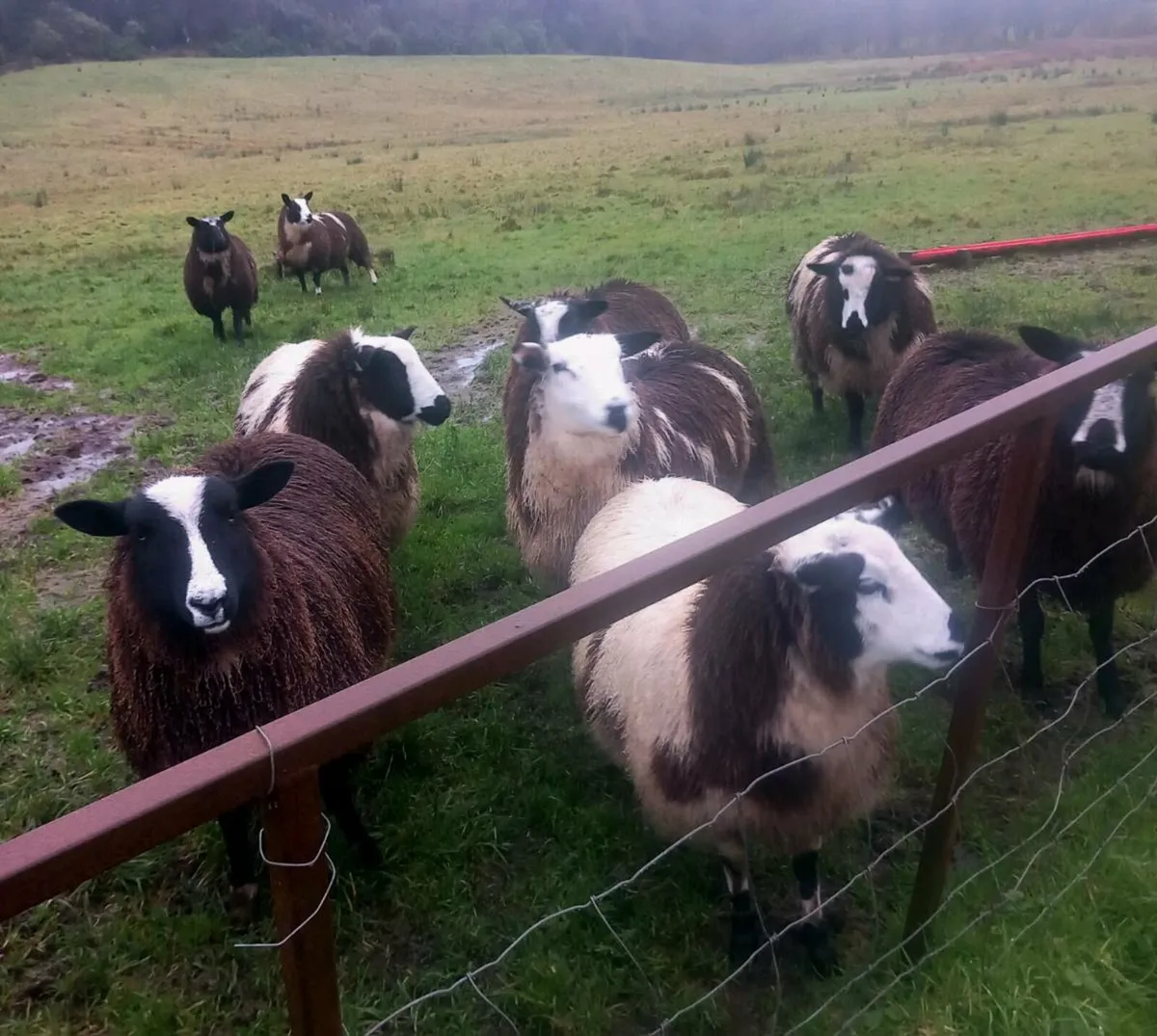 Coloured Ewe lambs - Image 1