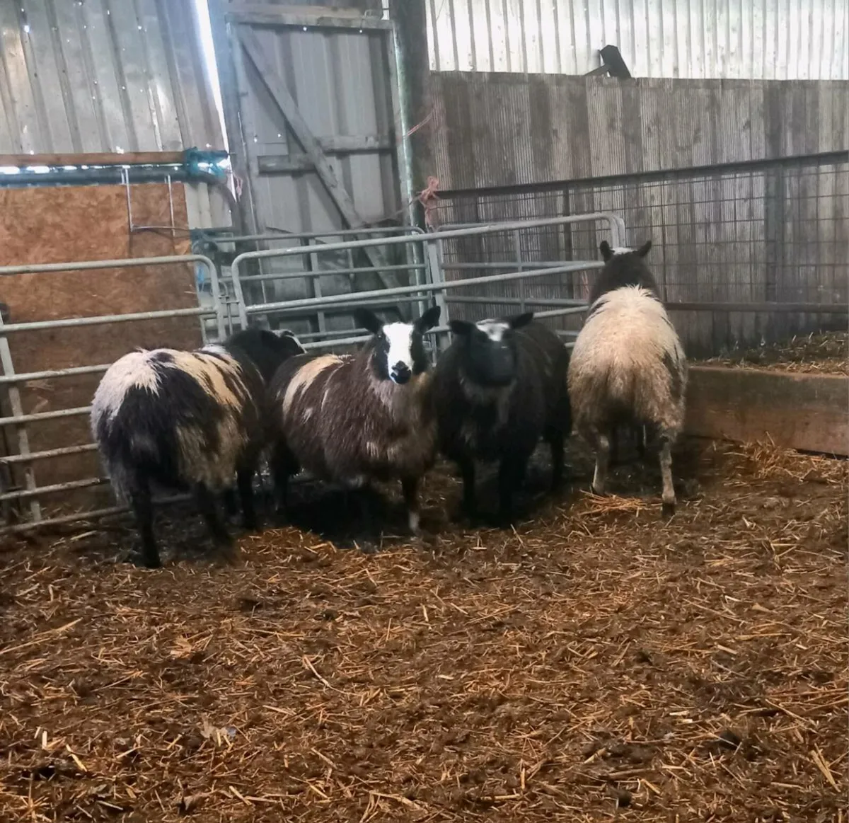 Coloured Ewe lambs - Image 2
