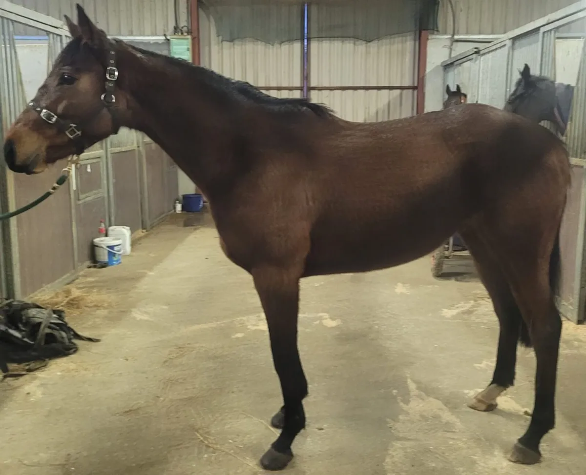 Tb 4yo walk in the park filly - Image 1