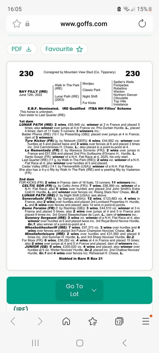 Tb 4yo walk in the park filly - Image 2