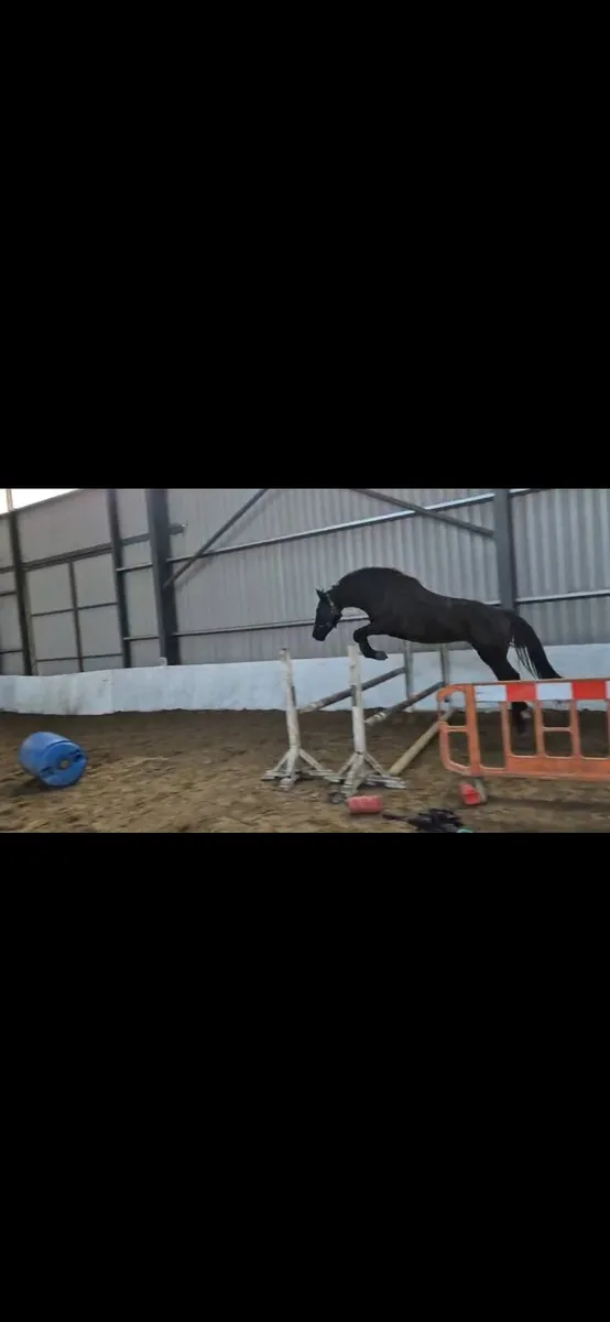 Stunning 2yo filly - Image 1