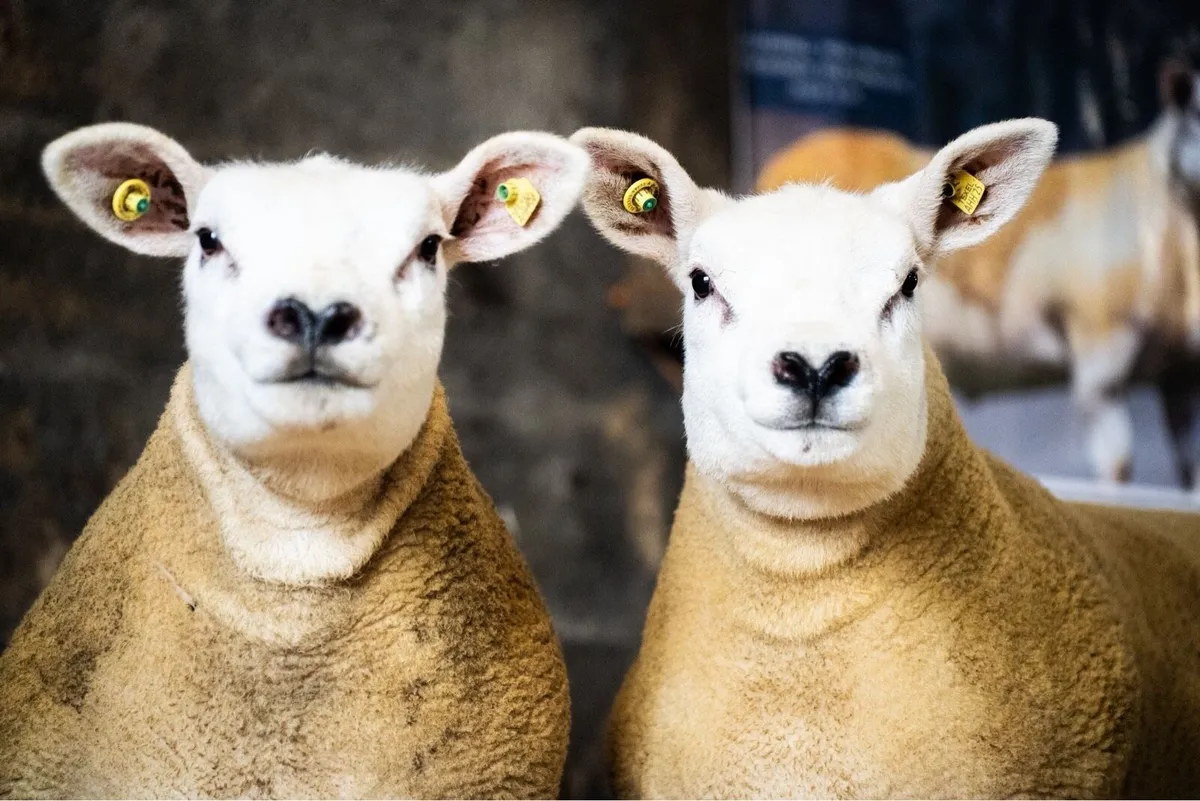Pedigree texel ewe lambs - Image 3