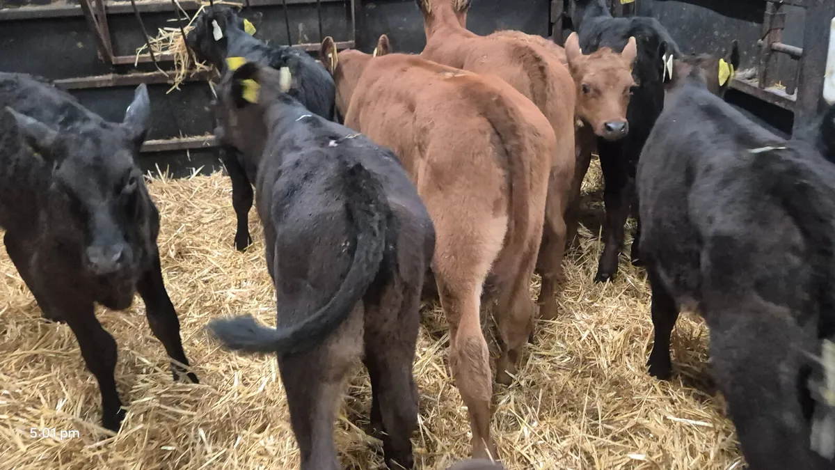 10 Super AA bull calves for sale - Image 2