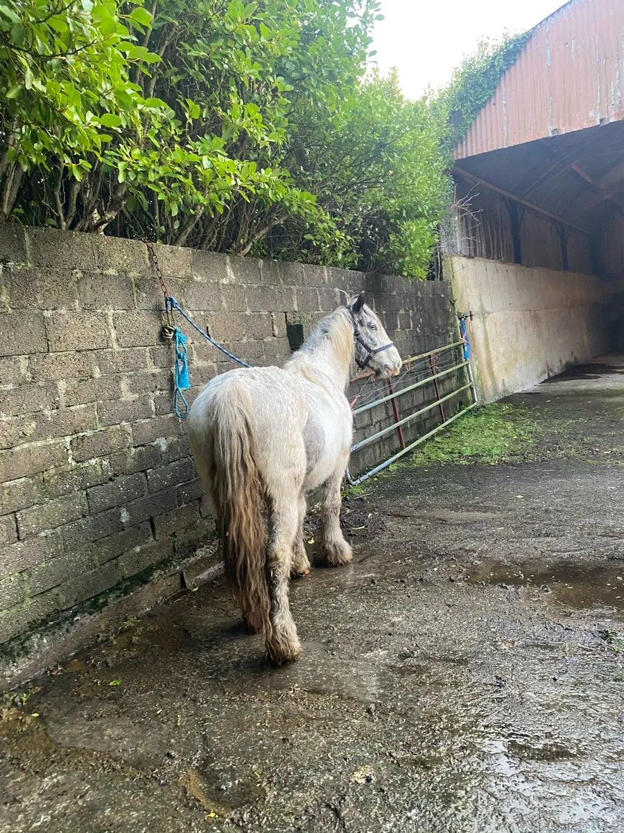 Mare horse - Image 1