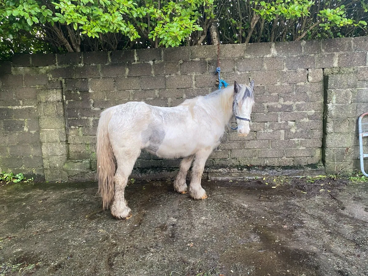 Mare horse - Image 2