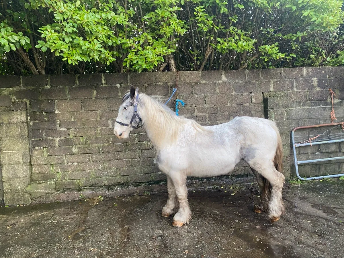 Mare horse - Image 3