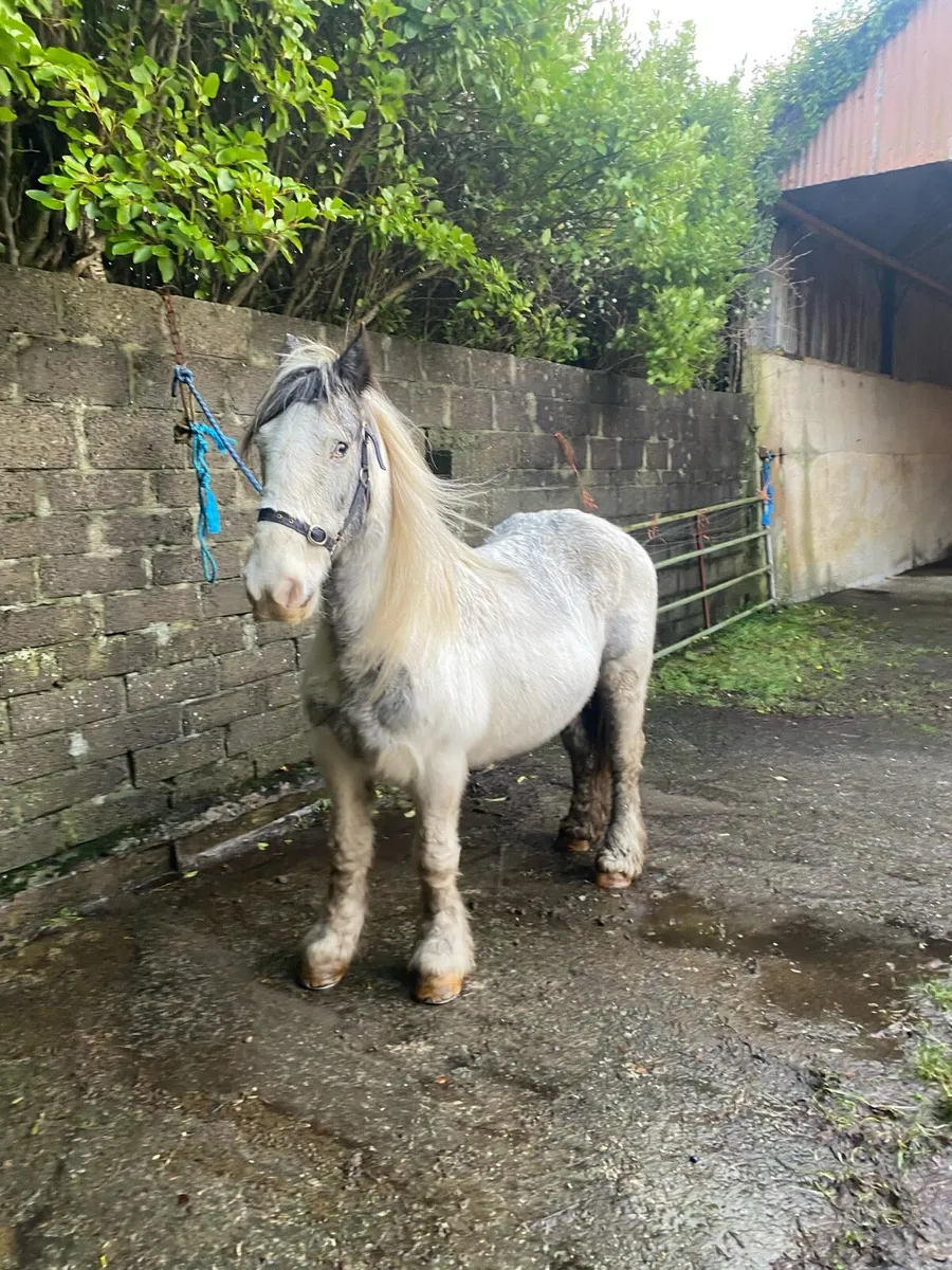 Mare horse - Image 4