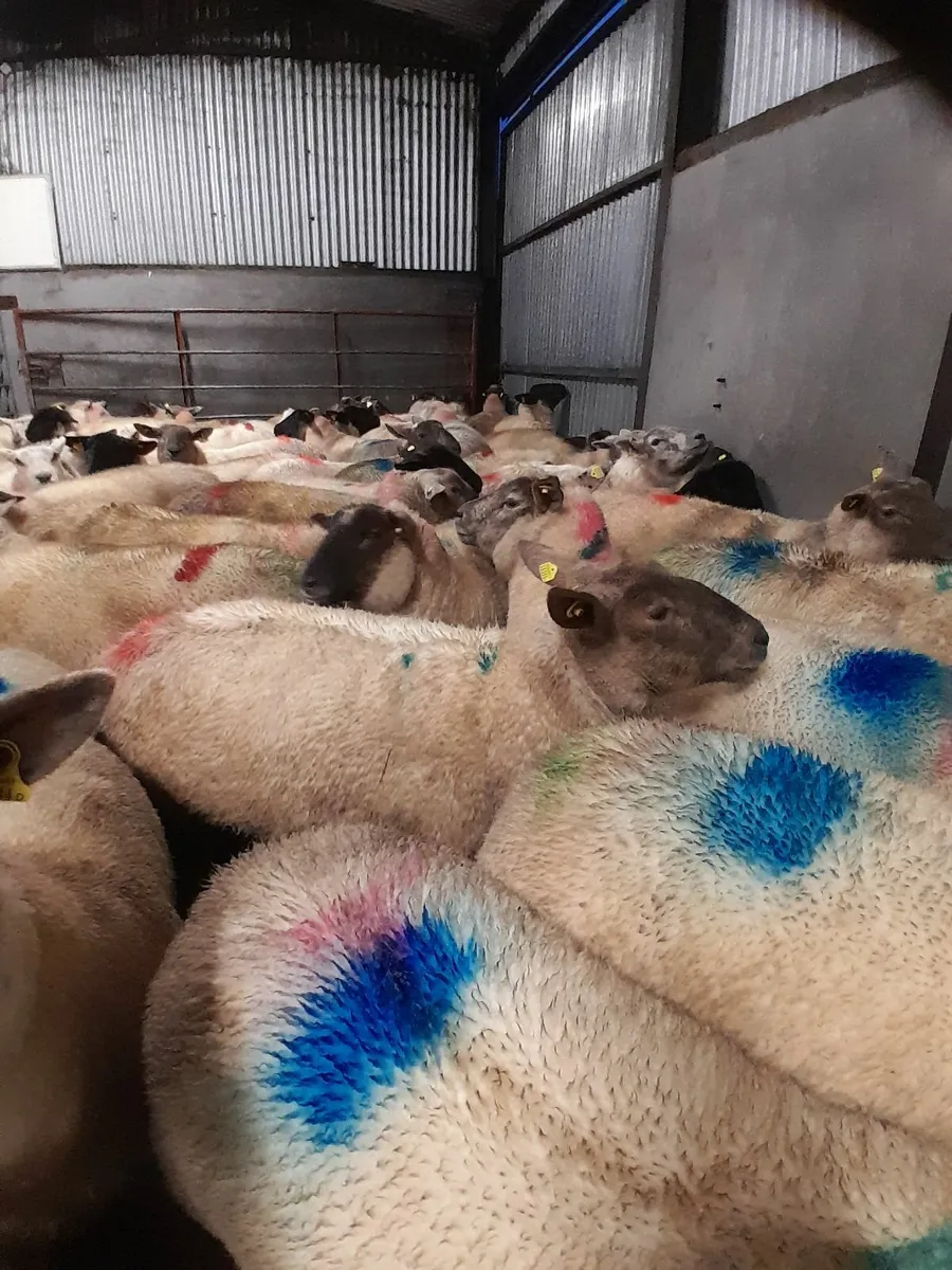 in lamb 1st crop ewes💥💫💫💫🐏🐏🐏🐏 - Image 1