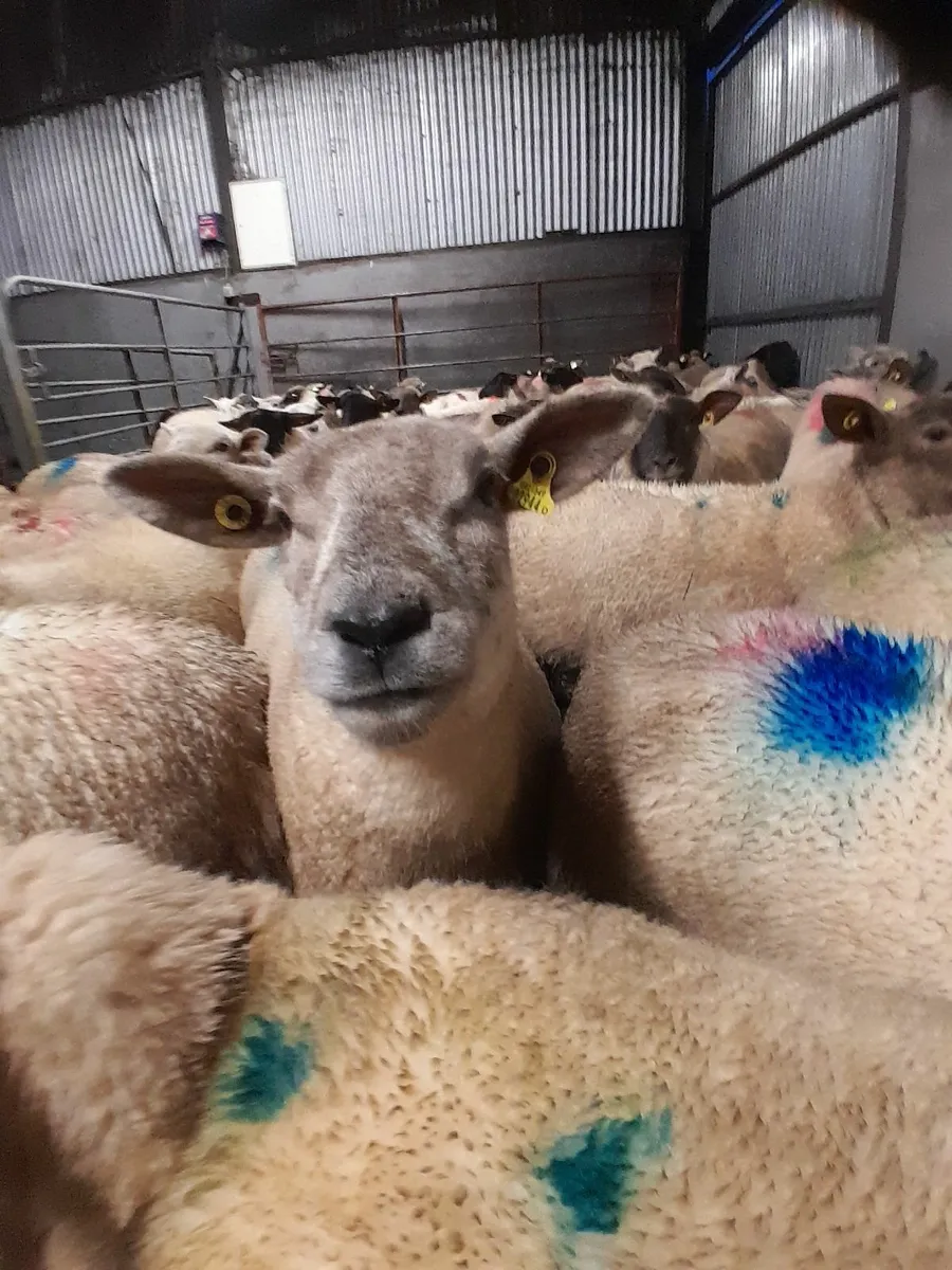 in lamb 1st crop ewes💥💫💫💫🐏🐏🐏🐏 - Image 2