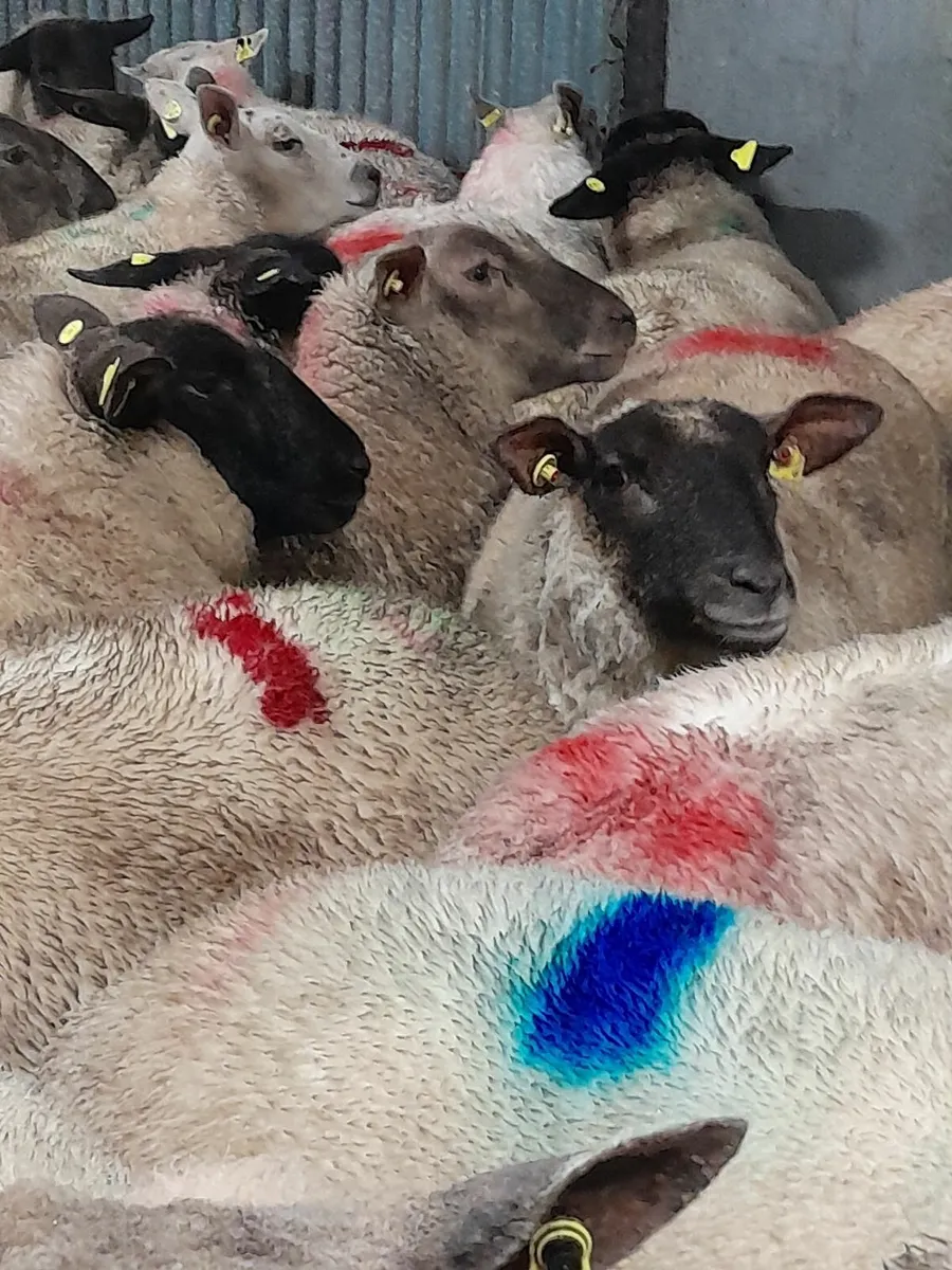 in lamb 1st crop ewes💥💫💫💫🐏🐏🐏🐏 - Image 3