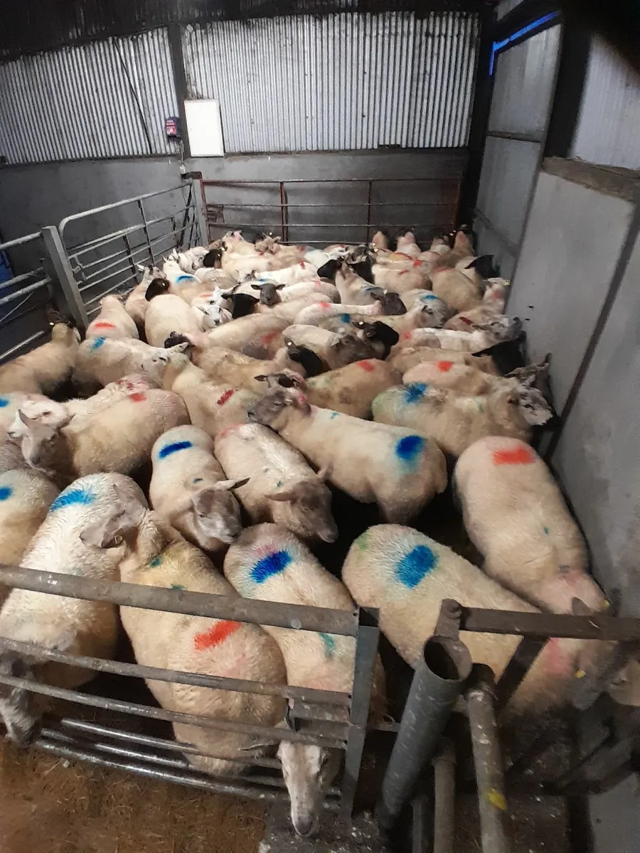 in lamb 1st crop ewes💥💫💫💫🐏🐏🐏🐏 - Image 4