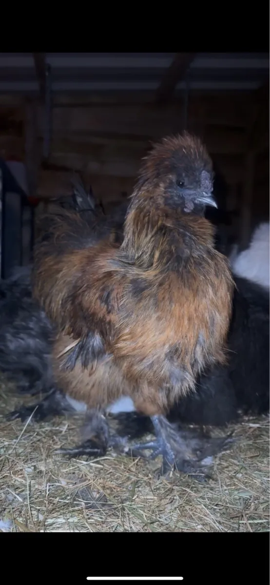 Silkie Rooster - Image 1