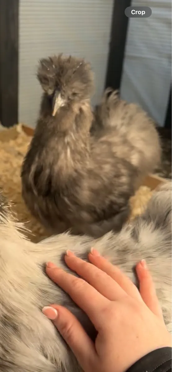 Silkie Rooster - Image 2