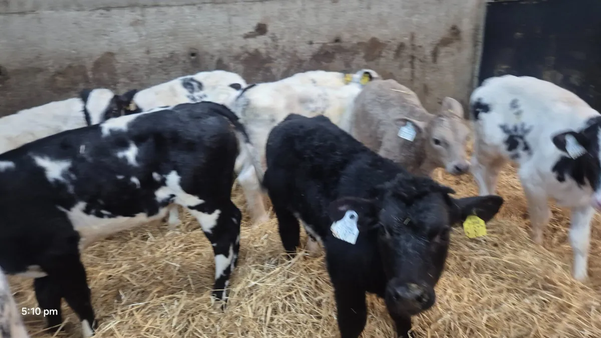 11 Continental bull calves for sale - Image 2