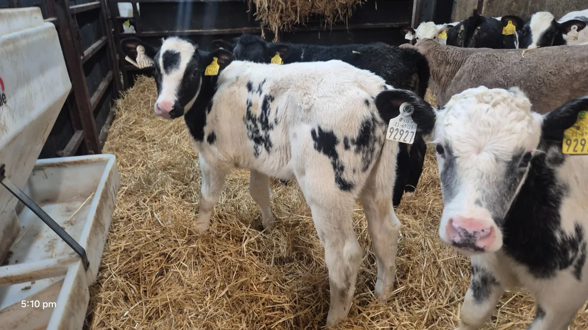 11 Continental bull calves for sale - Image 1