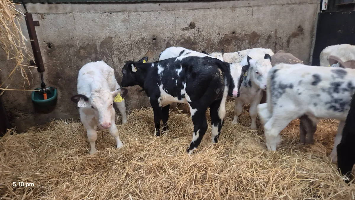 11 Continental bull calves for sale - Image 3
