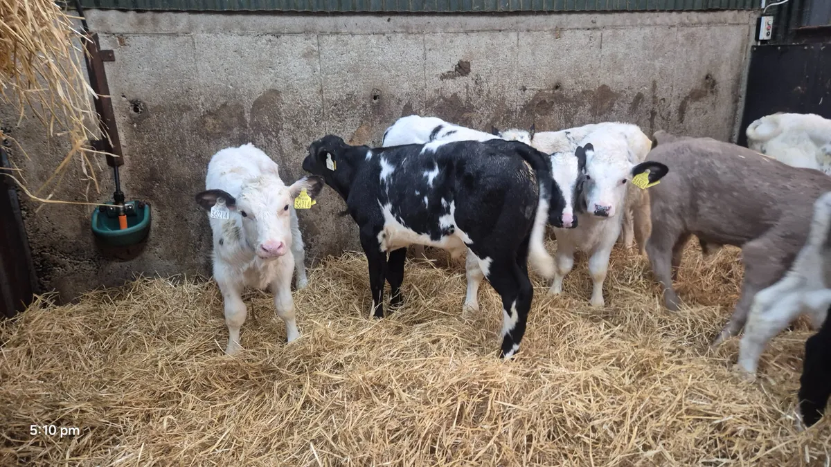 11 Continental bull calves for sale - Image 4