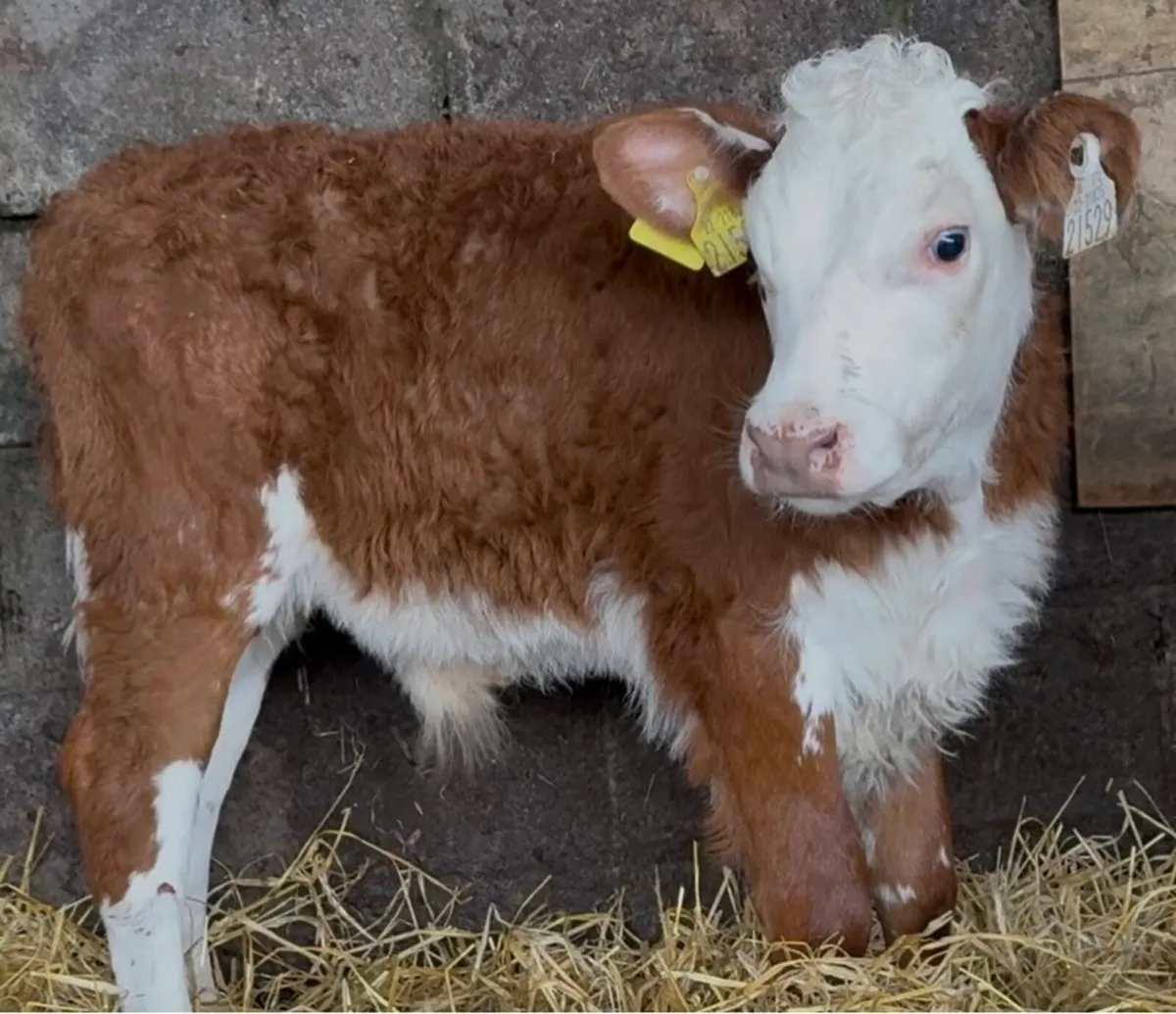 4 outstanding bull calves - Image 1