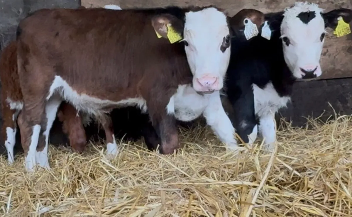 4 outstanding bull calves - Image 4