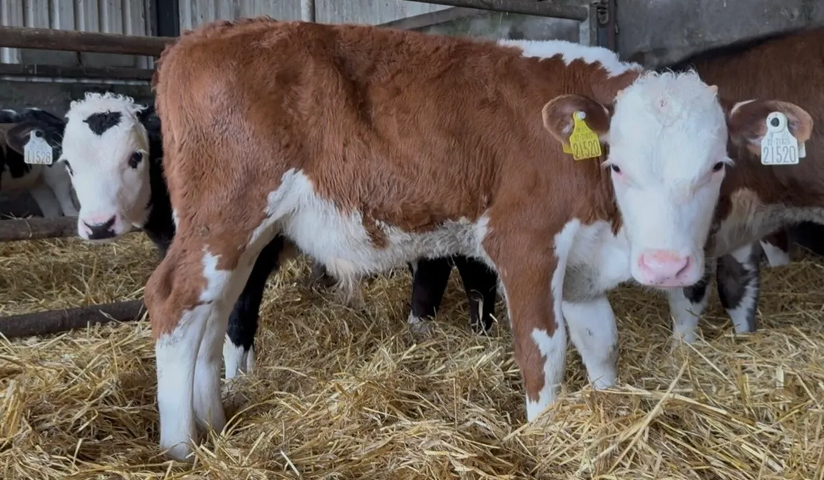 4 outstanding bull calves - Image 3