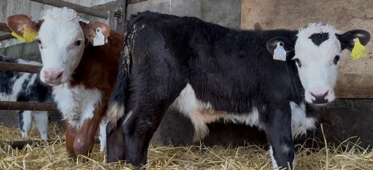 4 outstanding bull calves - Image 2