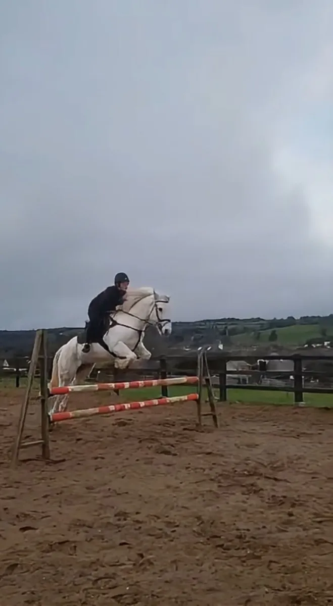 Connemara x Irish Draught - Image 1