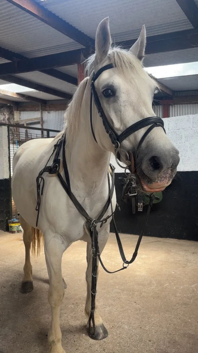 Connemara x Irish Draught - Image 2