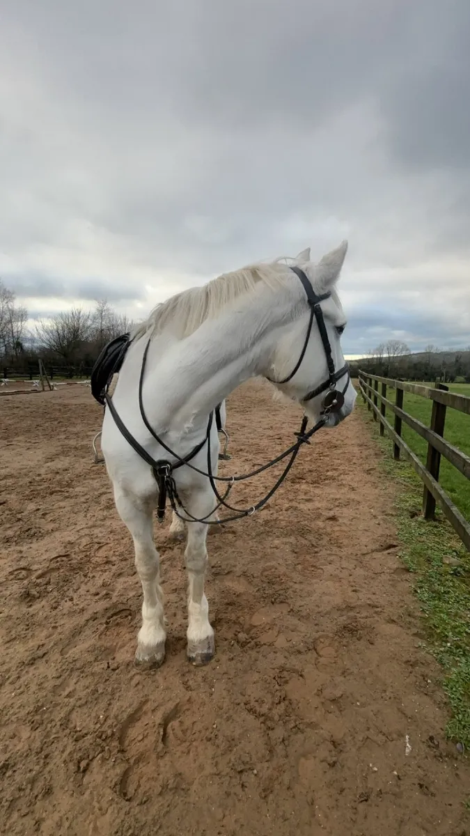 Connemara x Irish Draught - Image 3