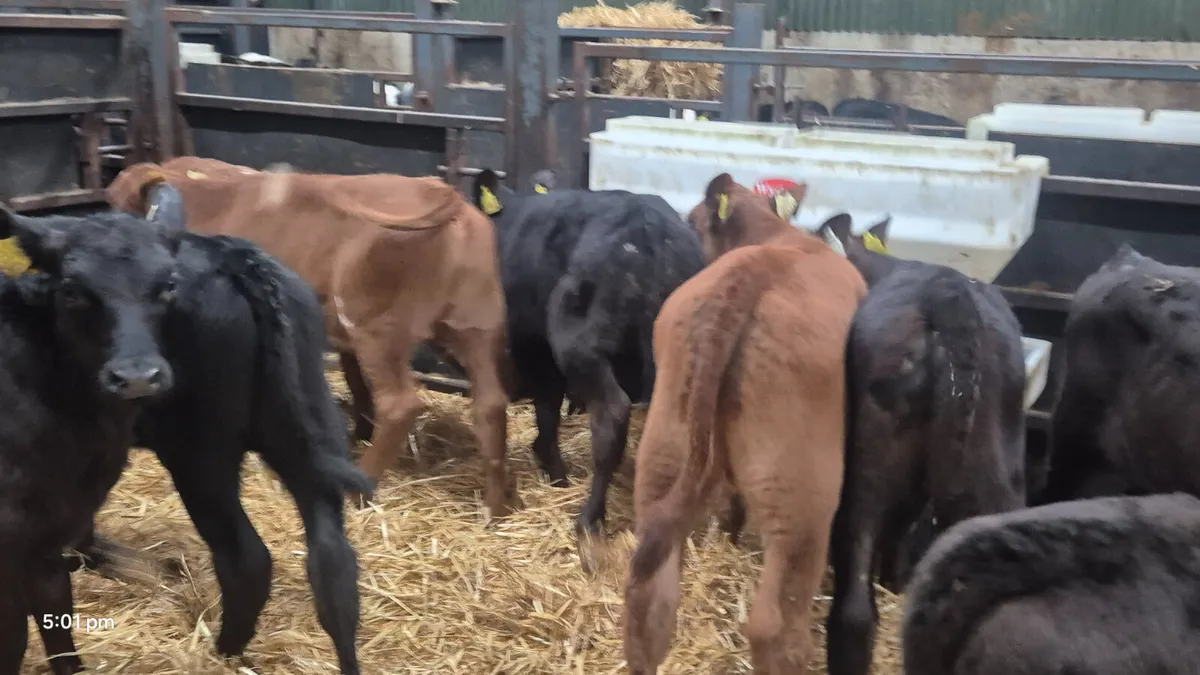 10 Super AA bull calves for sale - Image 3