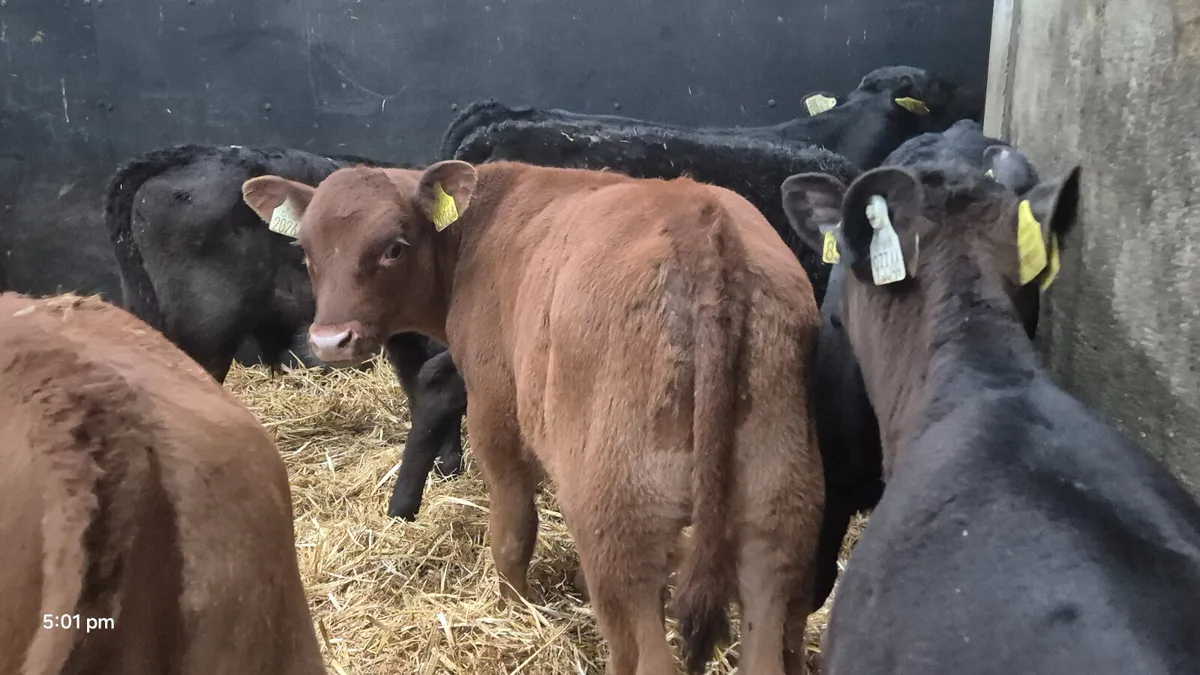 10 Super AA bull calves for sale - Image 1
