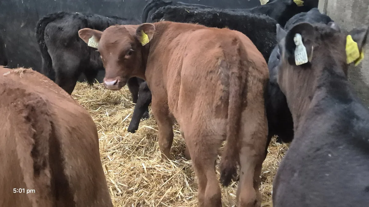 10 Super AA bull calves for sale - Image 4