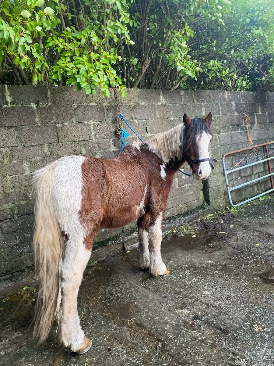 Cob for sale - Image 1