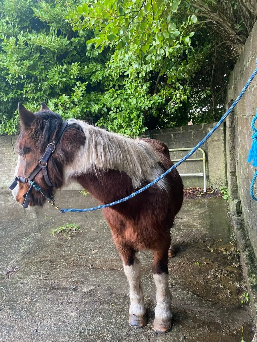 Cob for sale - Image 2