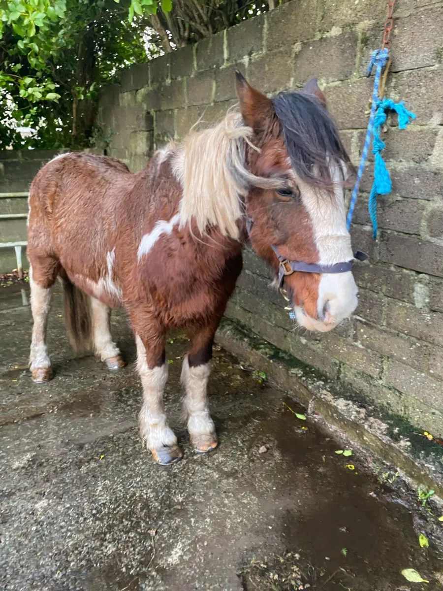 Cob for sale - Image 3