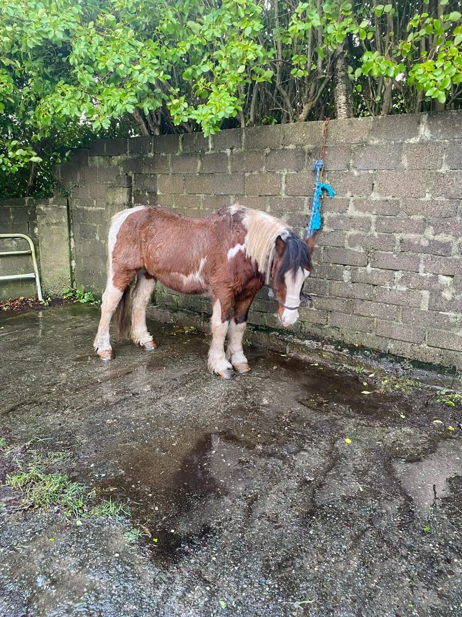 Cob for sale - Image 4