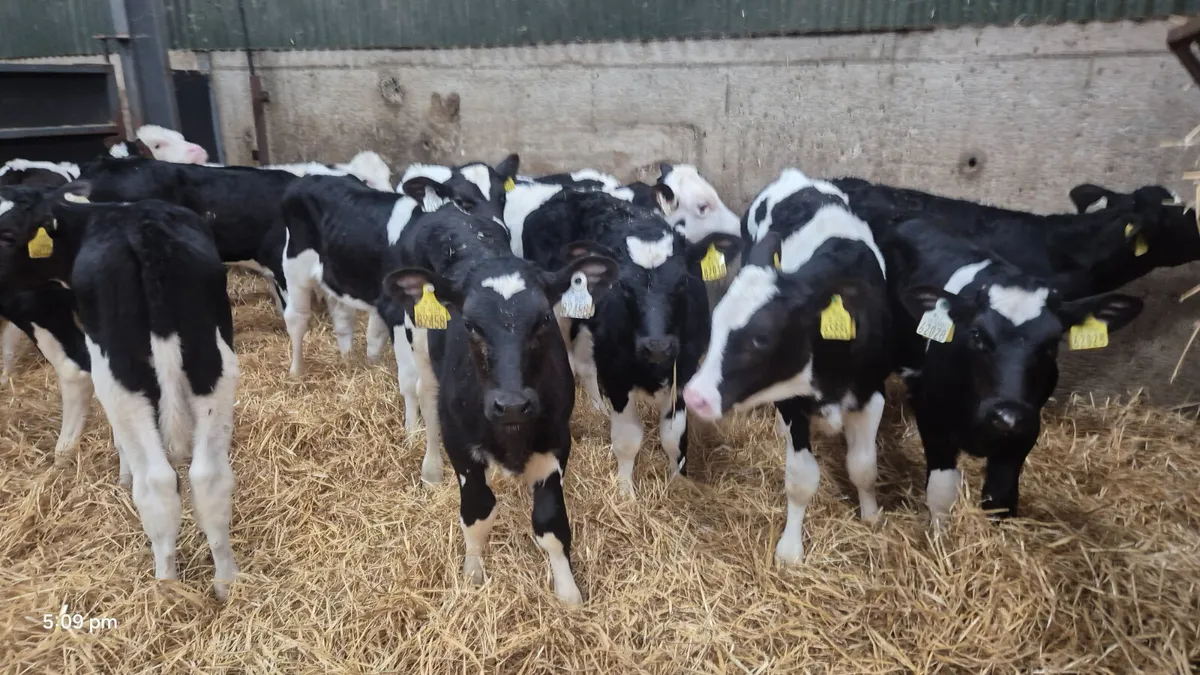 14 Quality Strong Friesian bull calves - Image 3