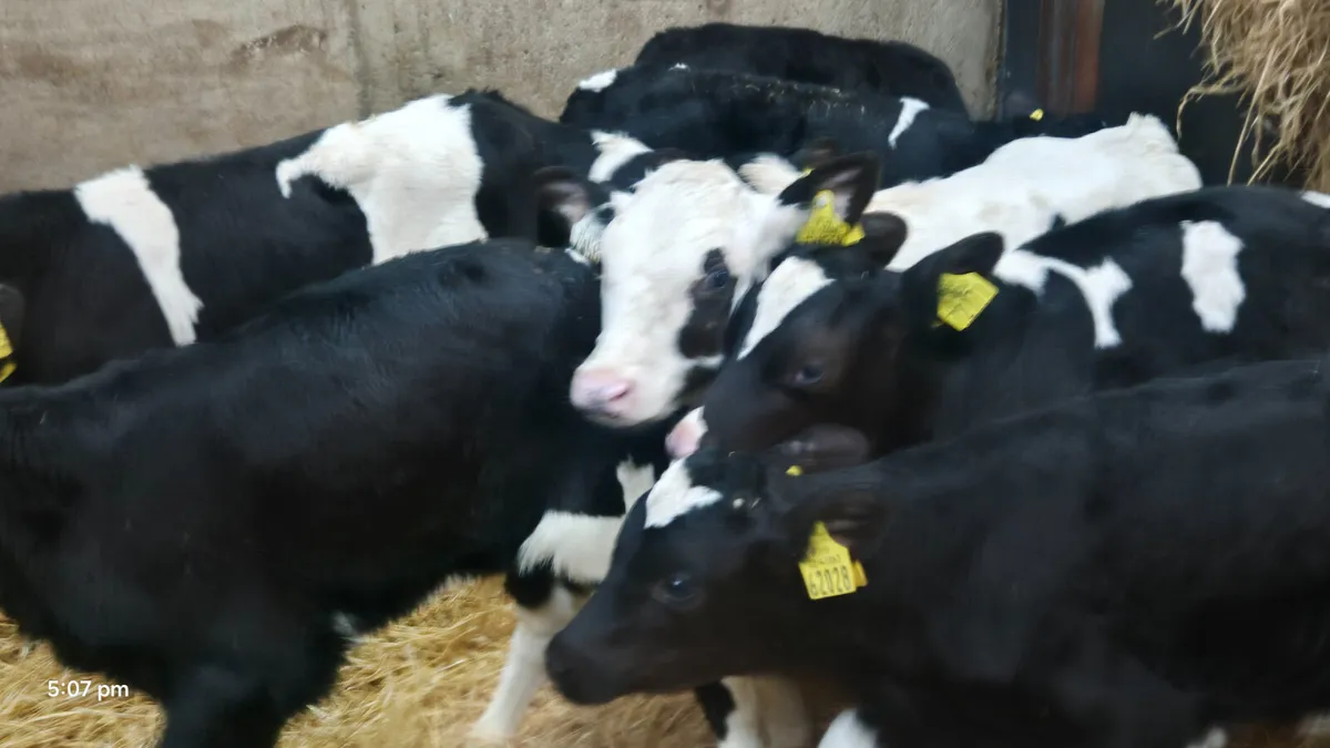 14 Quality Strong Friesian bull calves - Image 1