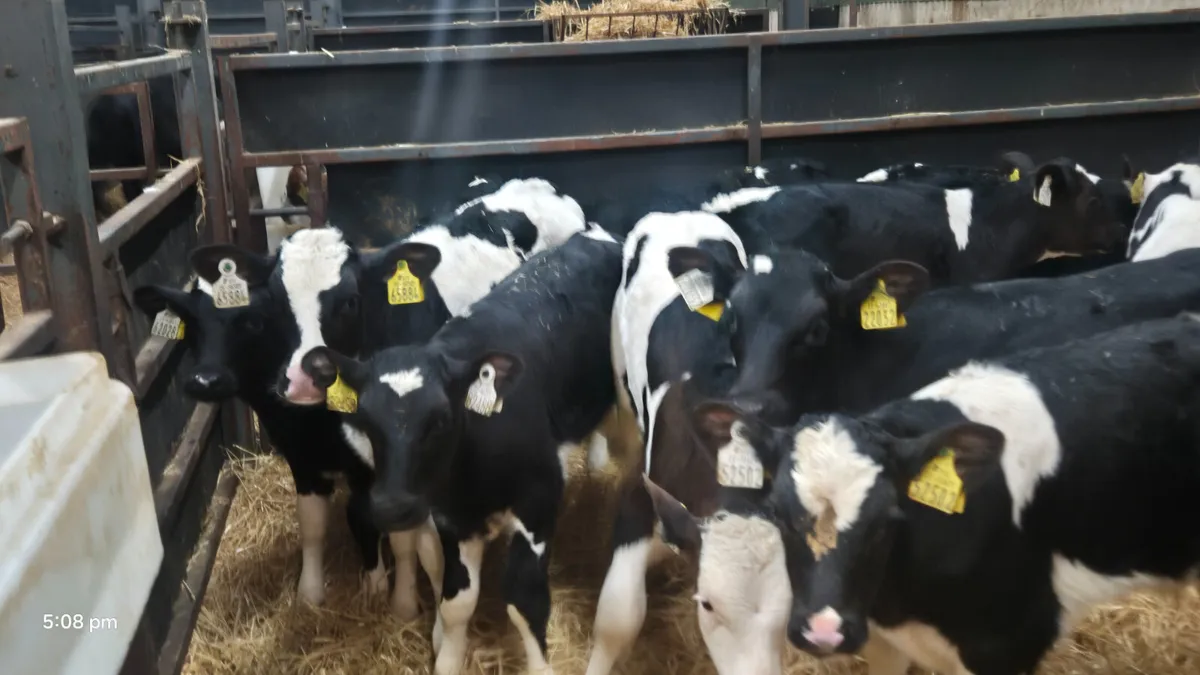 14 Quality Strong Friesian bull calves - Image 4