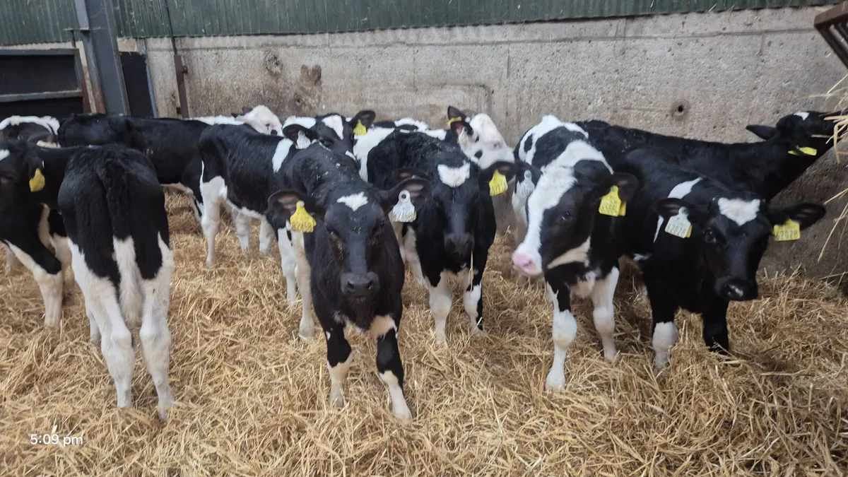 14 Quality Strong Friesian bull calves - Image 2