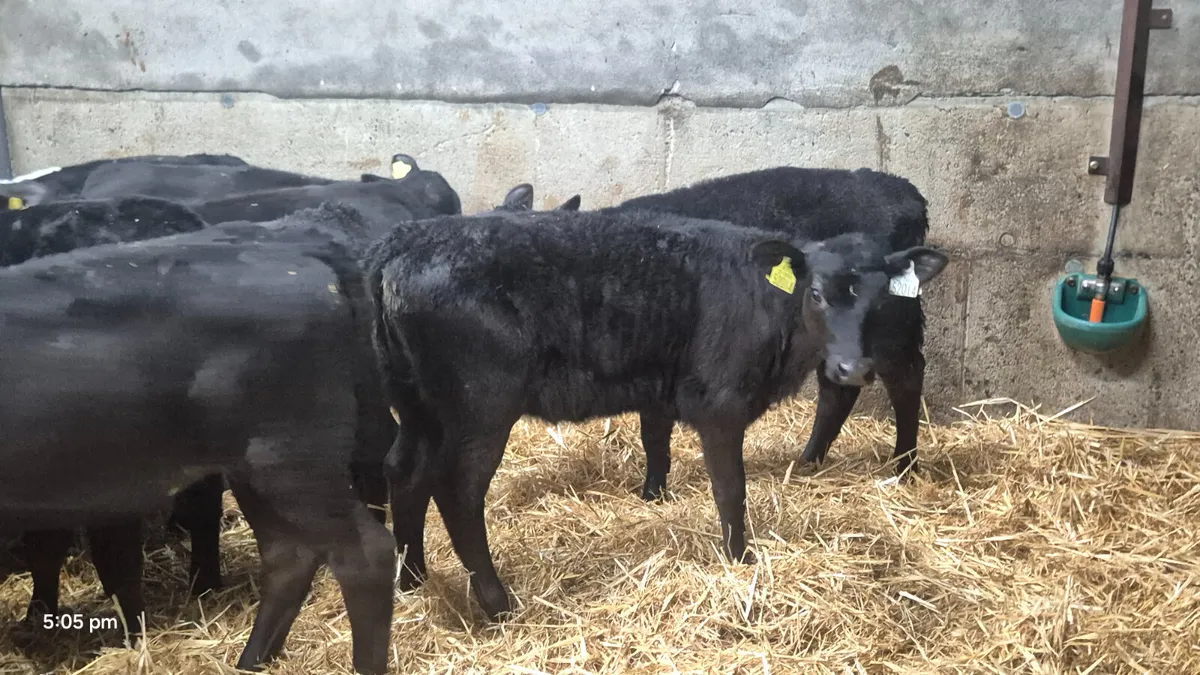 14 Quality Heifer calves for sale - Image 1