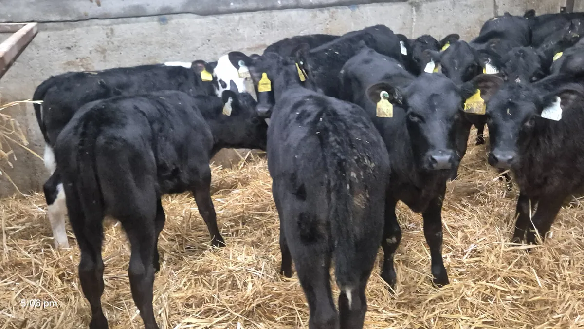 14 Quality Heifer calves for sale - Image 3