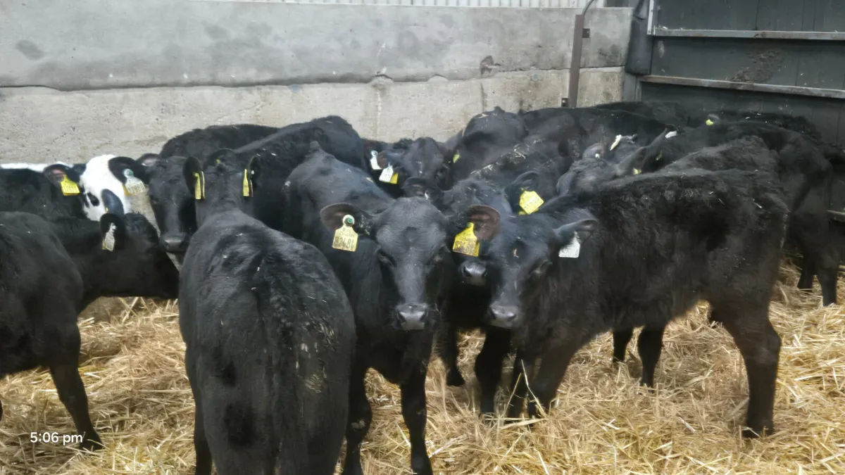 14 Quality Heifer calves for sale - Image 4