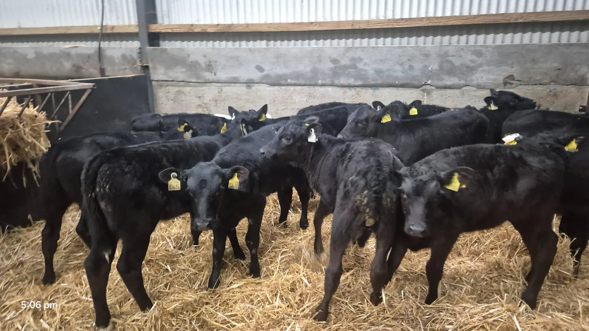 14 Quality Heifer calves for sale - Image 2